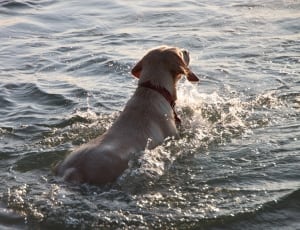 beige dog swimming in sea thumbnail