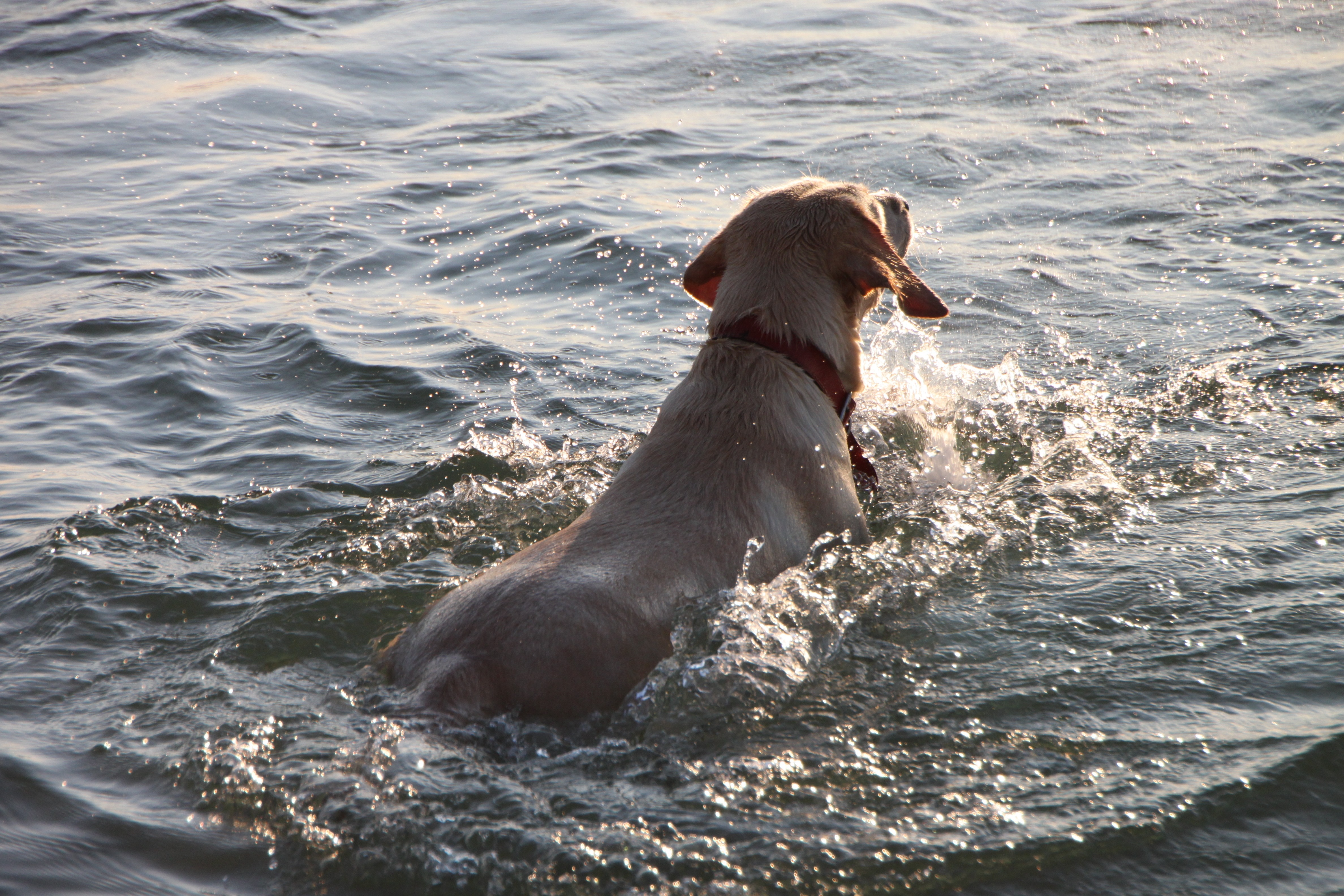 beige dog swimming in sea