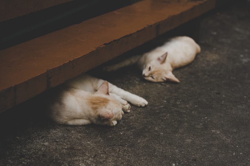 two brown short fur kittens sleeping on black carpet preview