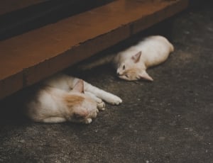two brown short fur kittens sleeping on black carpet thumbnail