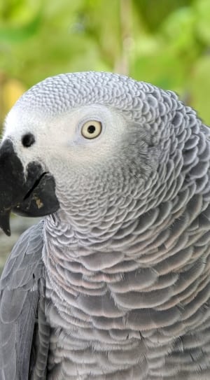 gray parrot thumbnail