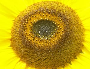 black and yellow round flower thumbnail