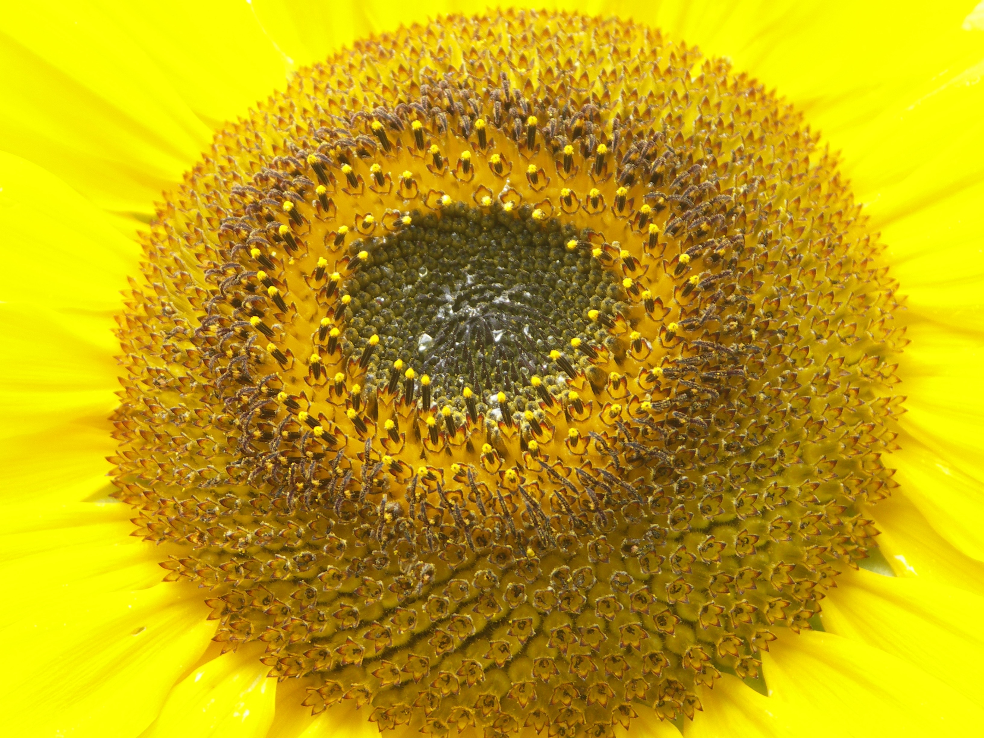 black and yellow round flower