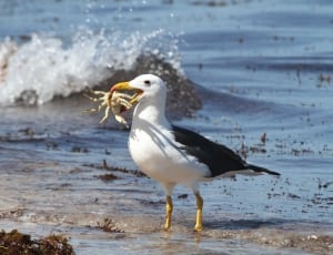 sea gull thumbnail