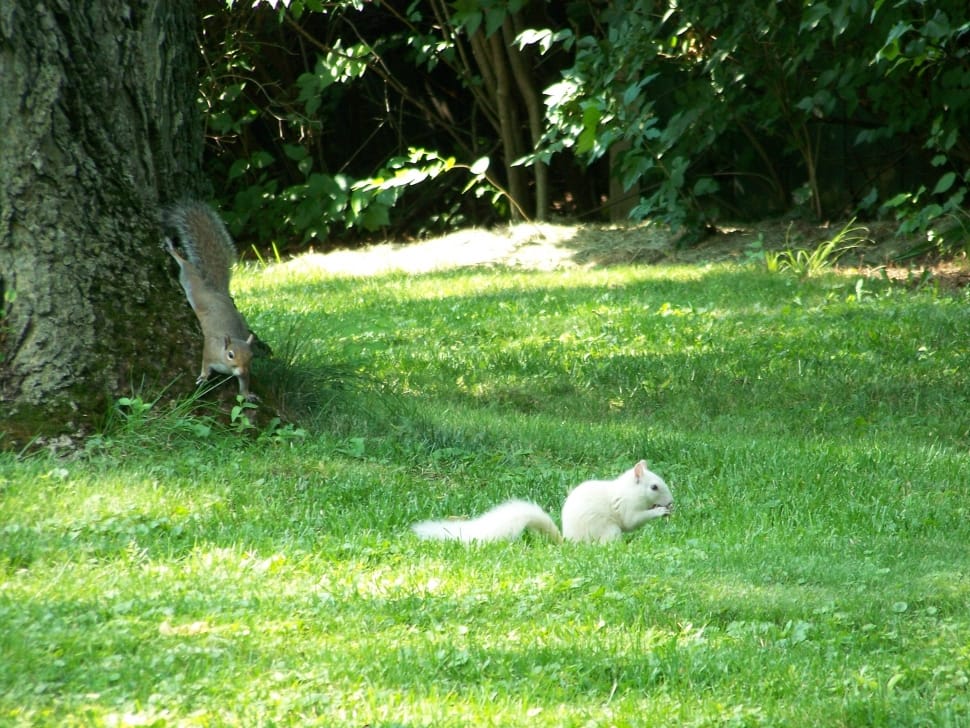 white squirrel preview