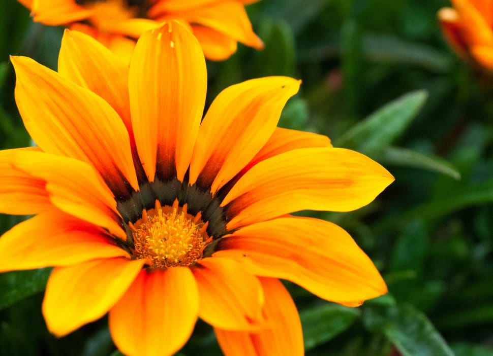 yellow and orange flowe preview