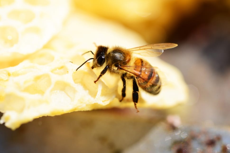 selective focus photography of Honey Bee preview