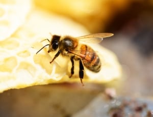 selective focus photography of Honey Bee thumbnail
