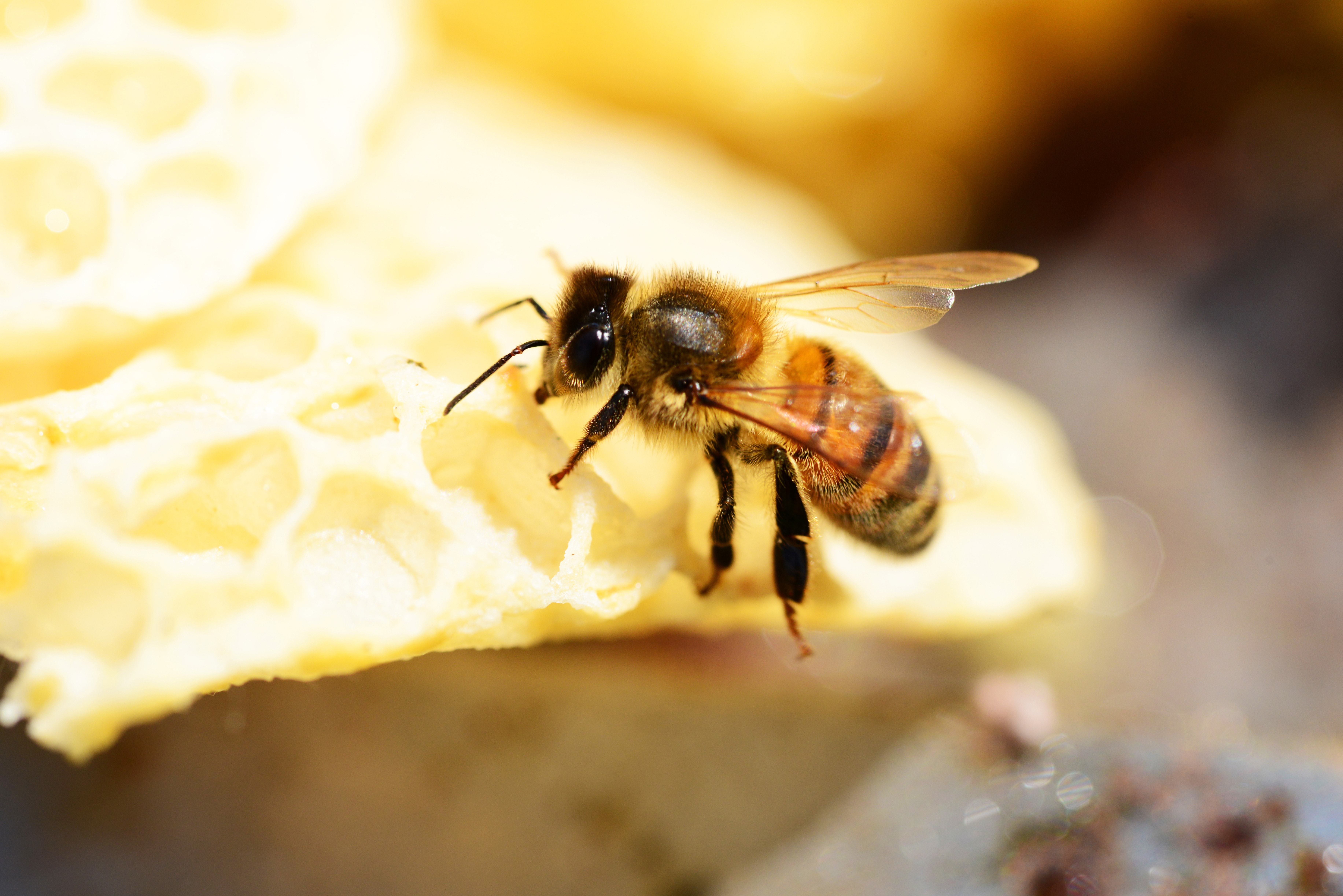 selective focus photography of Honey Bee