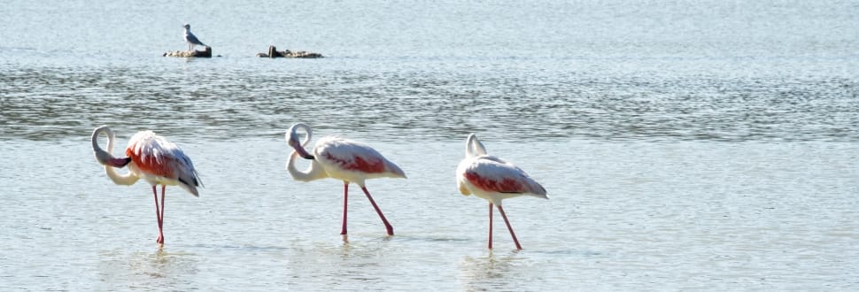 3 flamingo birds preview