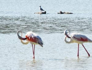 3 flamingo birds thumbnail