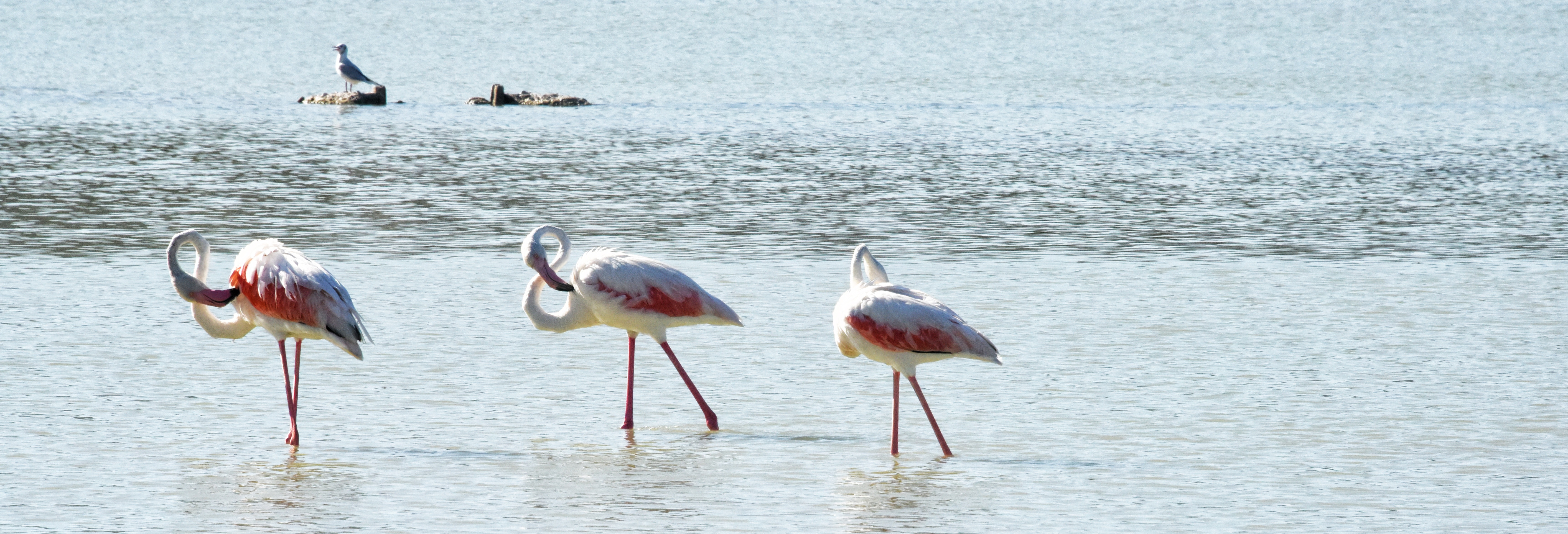 3 flamingo birds