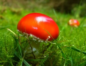 macro shot photo of red mushroom thumbnail