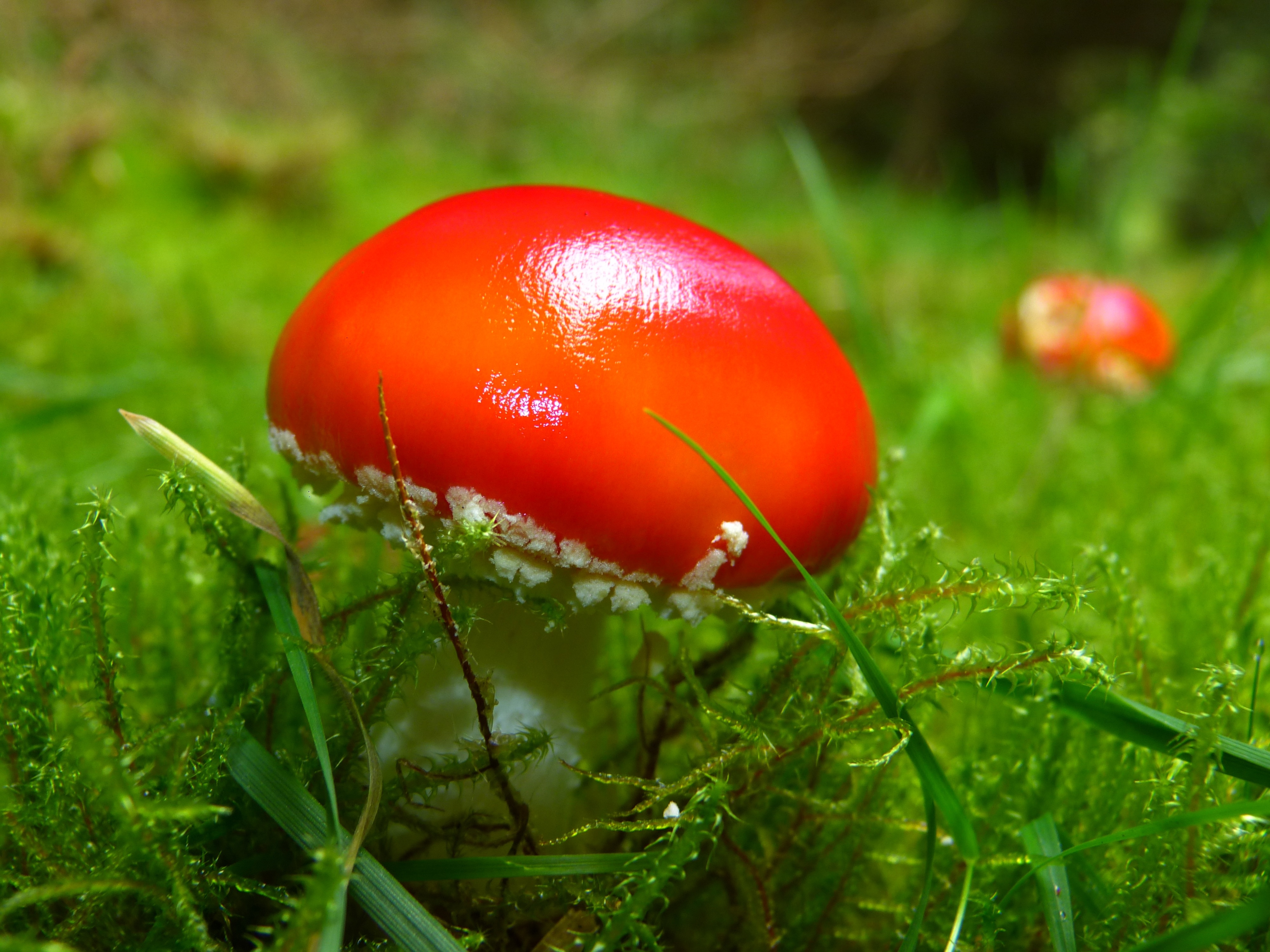 macro shot photo of red mushroom