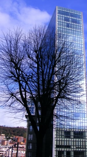 black leafless tree and high rise building thumbnail