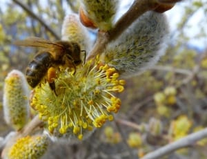 honey bee on yellow and green flower blossom thumbnail
