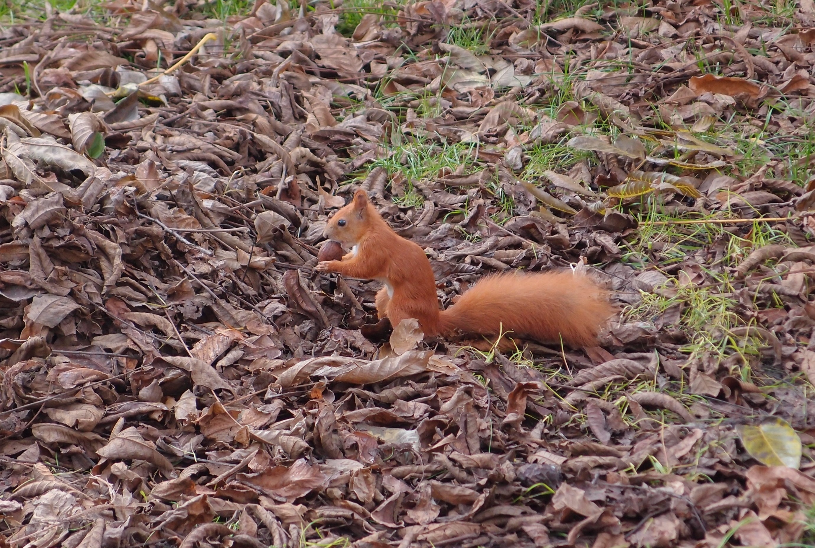 1920x1080 wallpaper | brown squirrel | Peakpx