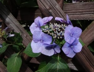 purple petal flower during daytime near brown wooden fence thumbnail
