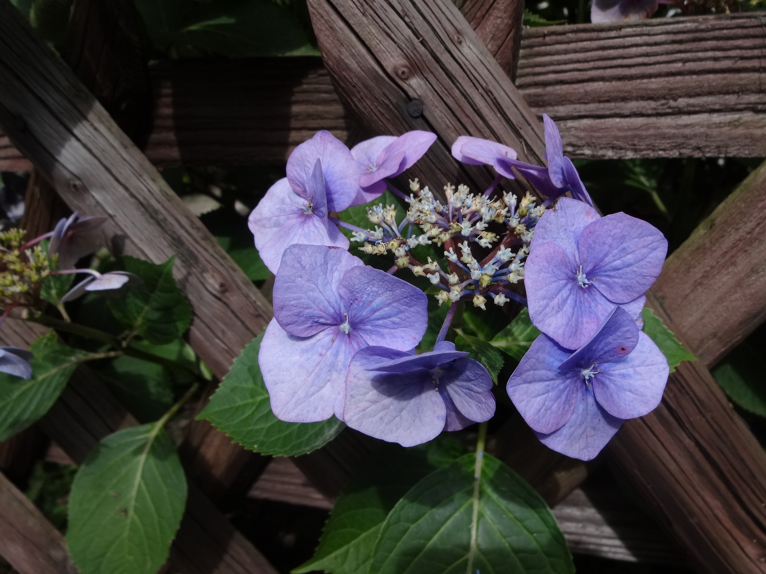 purple petal flower during daytime near brown wooden fence