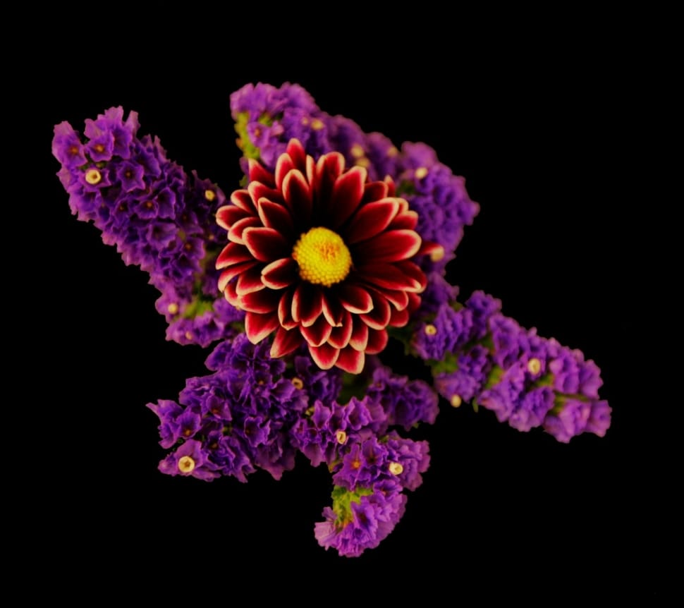 red and purple flowers preview
