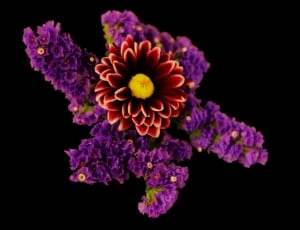 red and purple flowers thumbnail