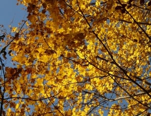 yellow leaves thumbnail