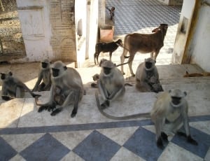 group of monkeys thumbnail