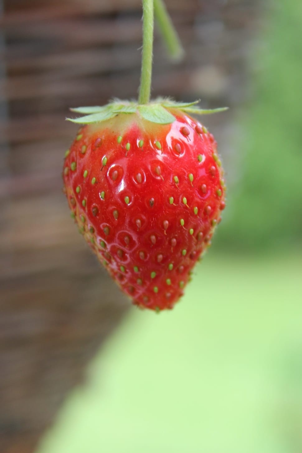red stawberries preview