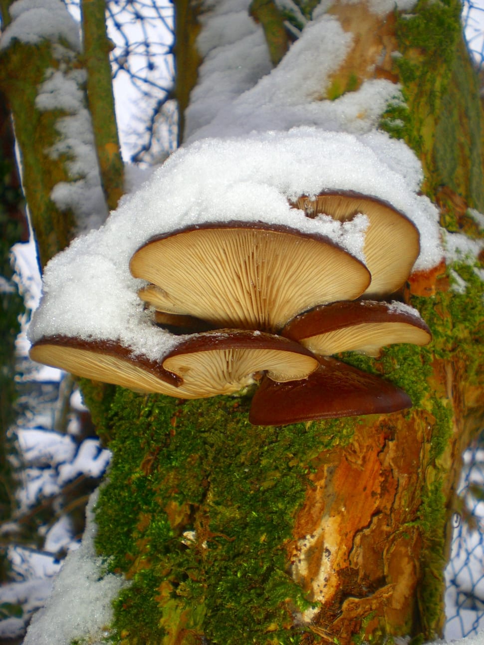 mushroom plant on tree trunk preview