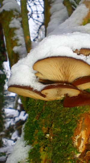mushroom plant on tree trunk thumbnail