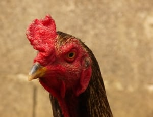 red rooster head thumbnail