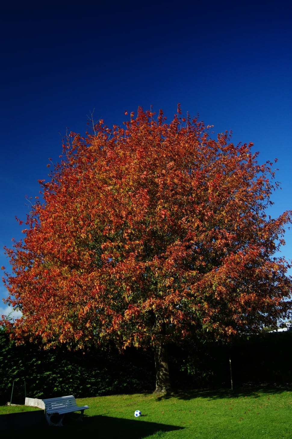 red and green leafed tree preview