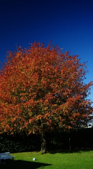 red and green leafed tree thumbnail