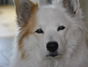 white and tan short coat medium size dog thumbnail