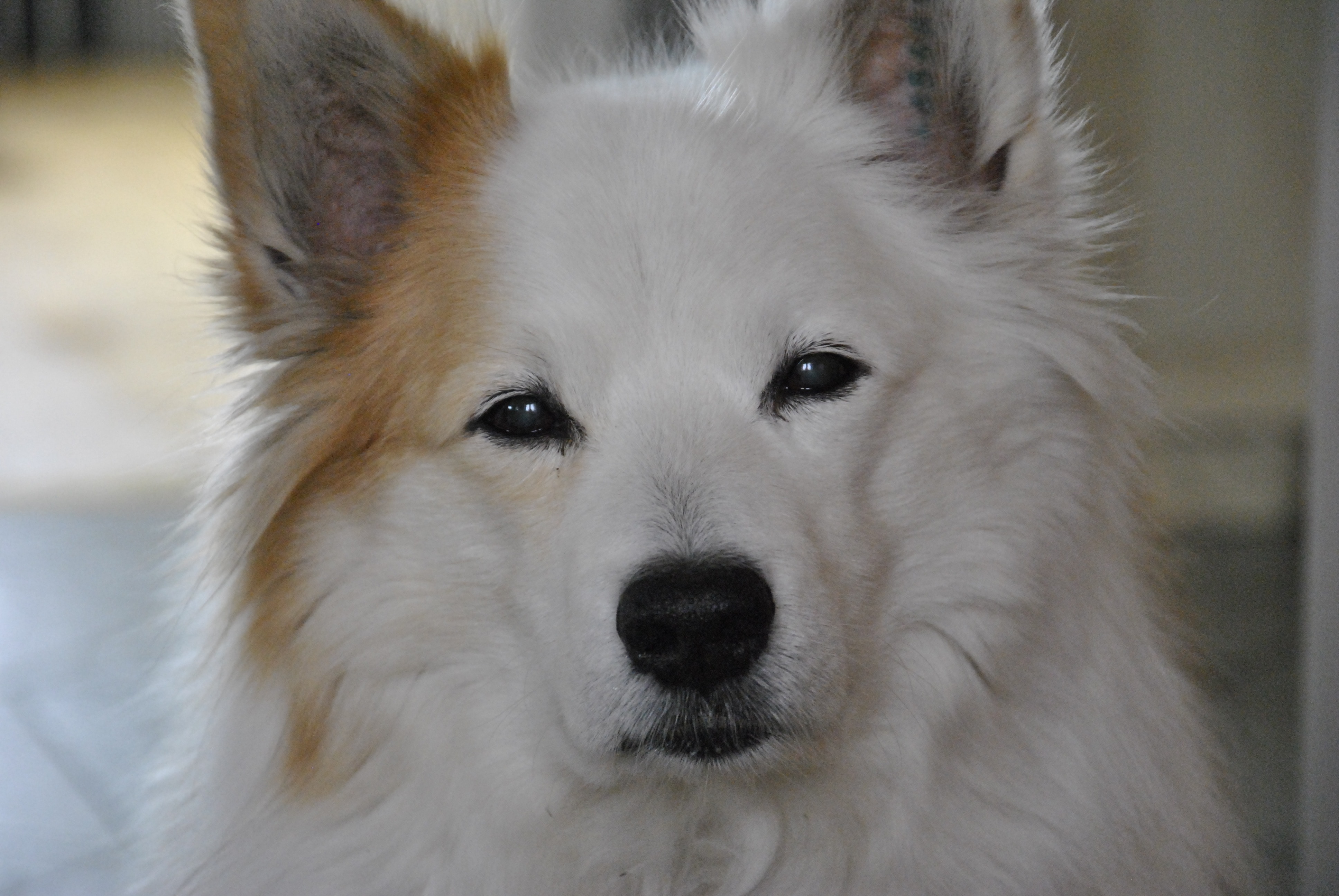 white and tan short coat medium size dog