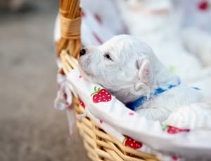 white short coated puppy thumbnail