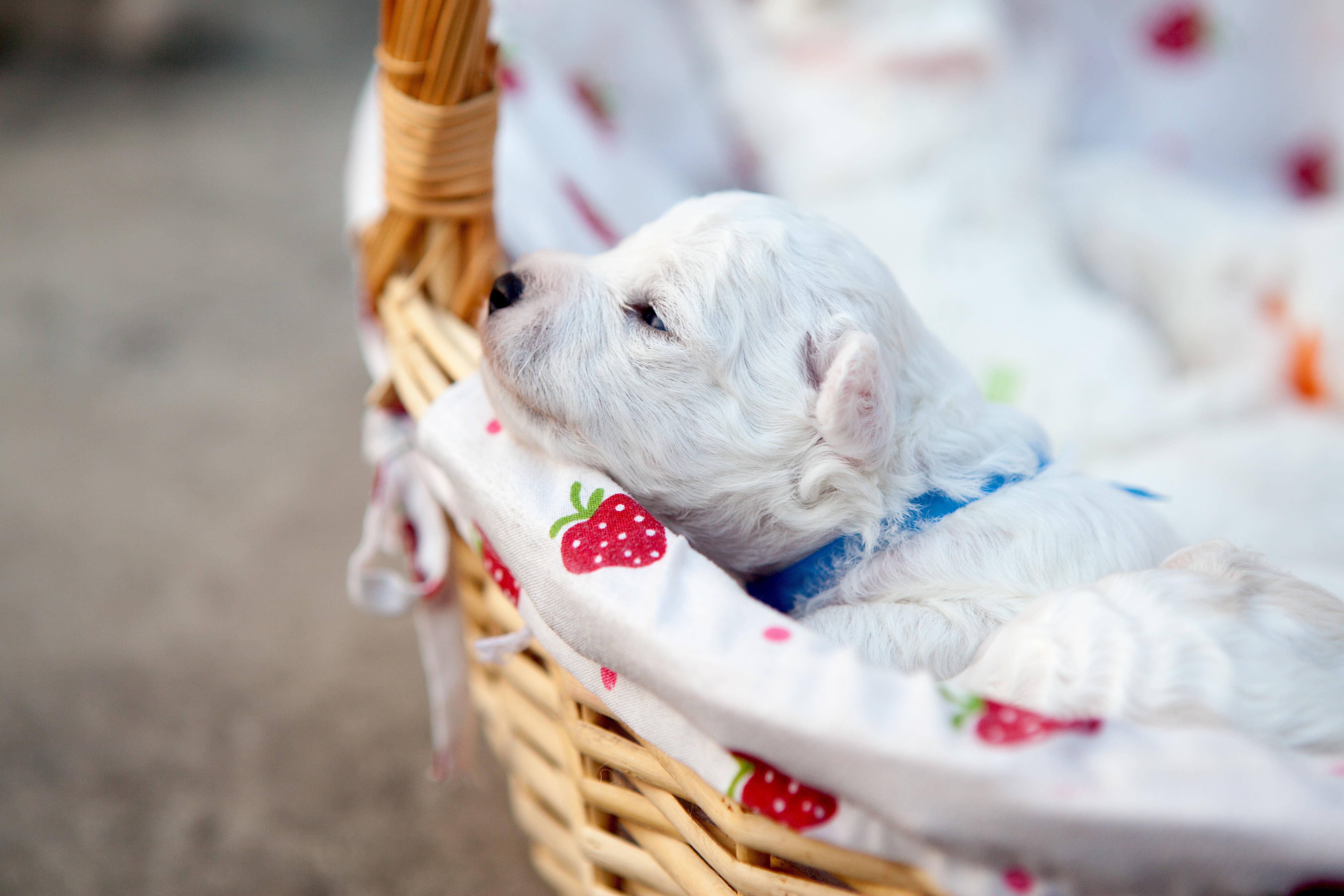 white short coated puppy