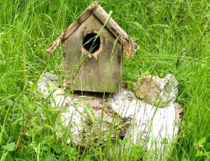 photo of brown wooden birdhouse during day time thumbnail