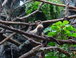 brown and black sloth thumbnail