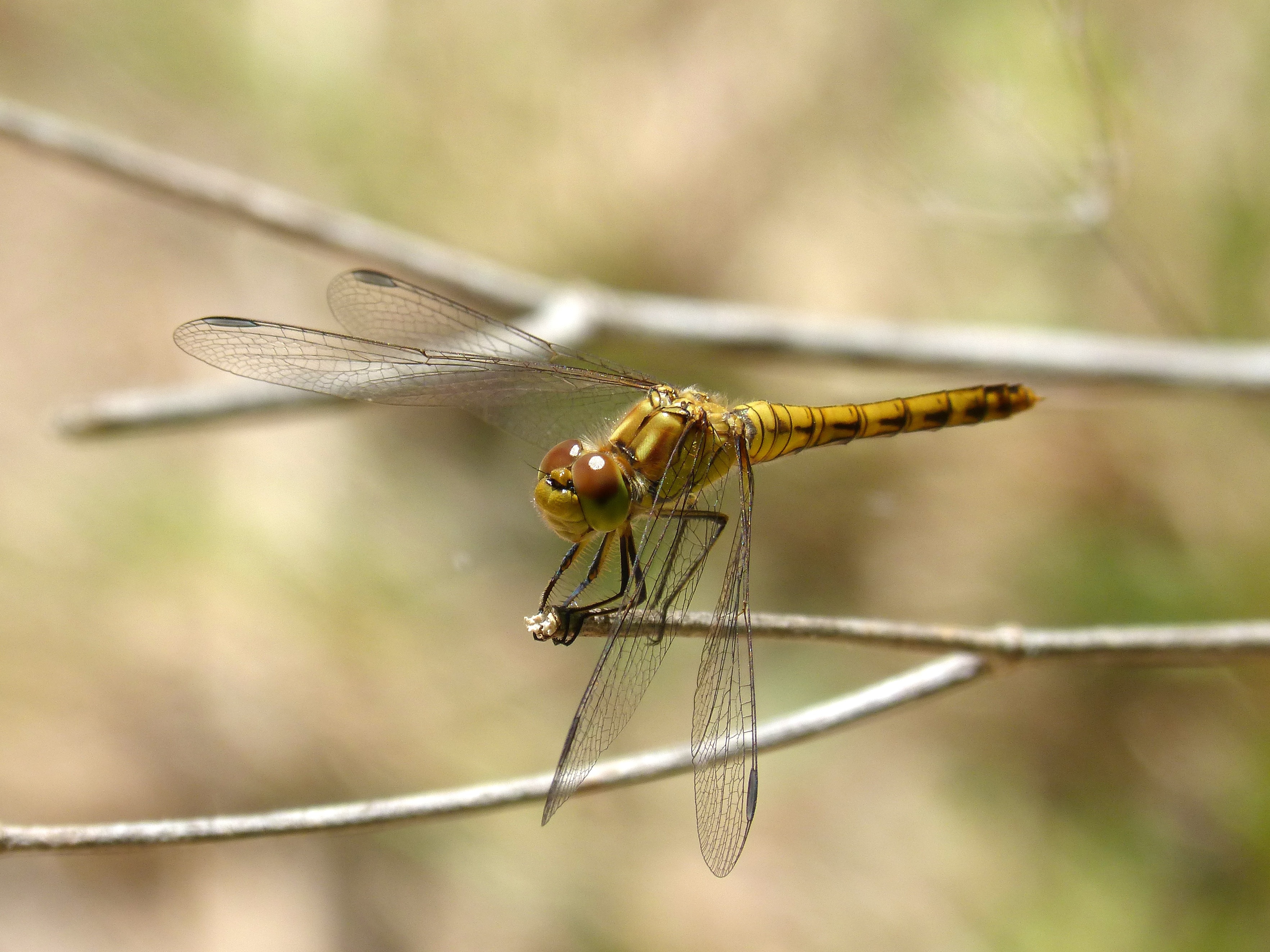 beige dragonfly