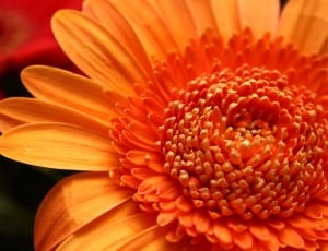 orange petaled flwoer thumbnail