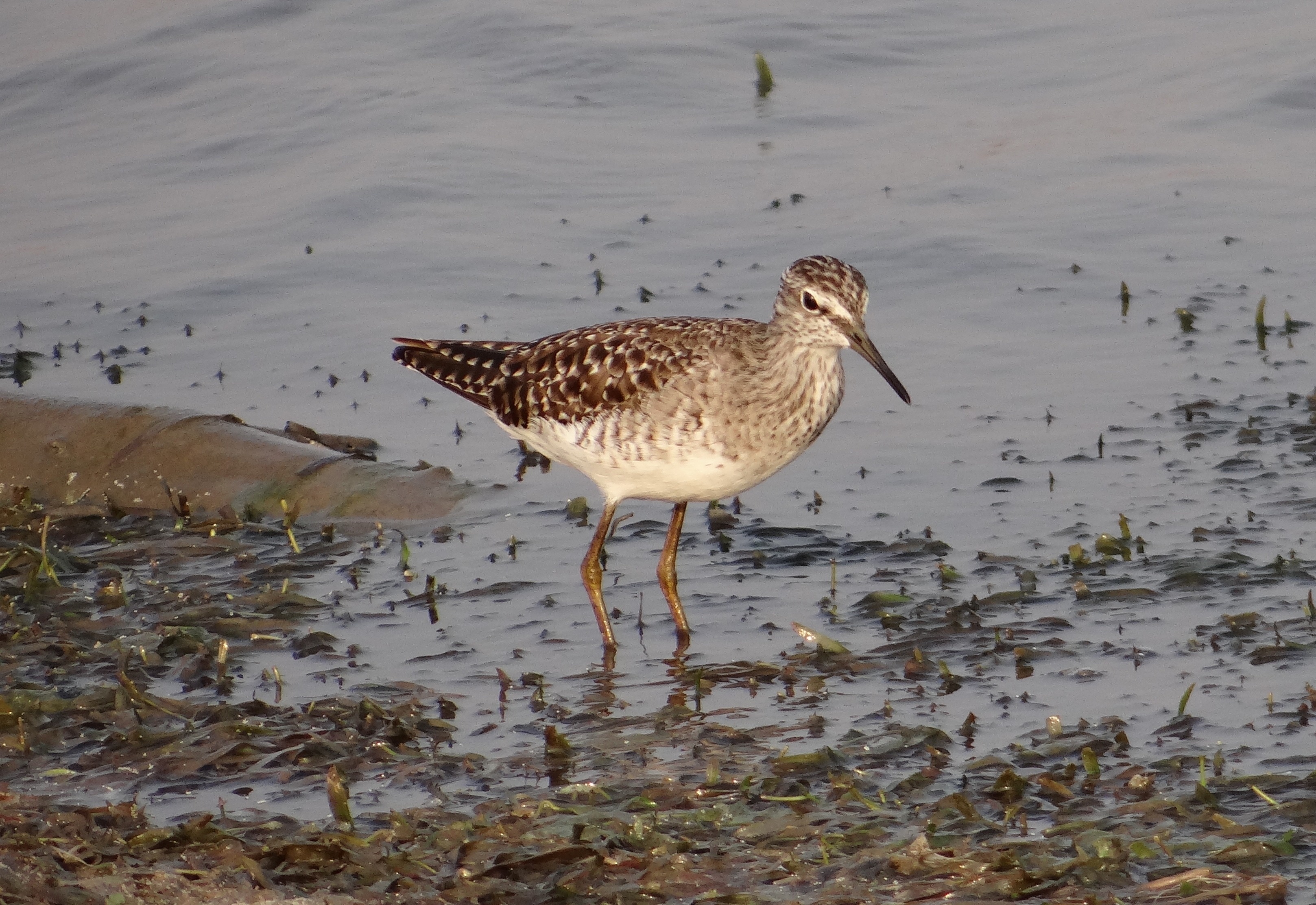 1920x1080 wallpaper | white and brown long beak bird | Peakpx