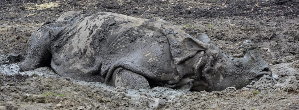 gray rhinoceros preview
