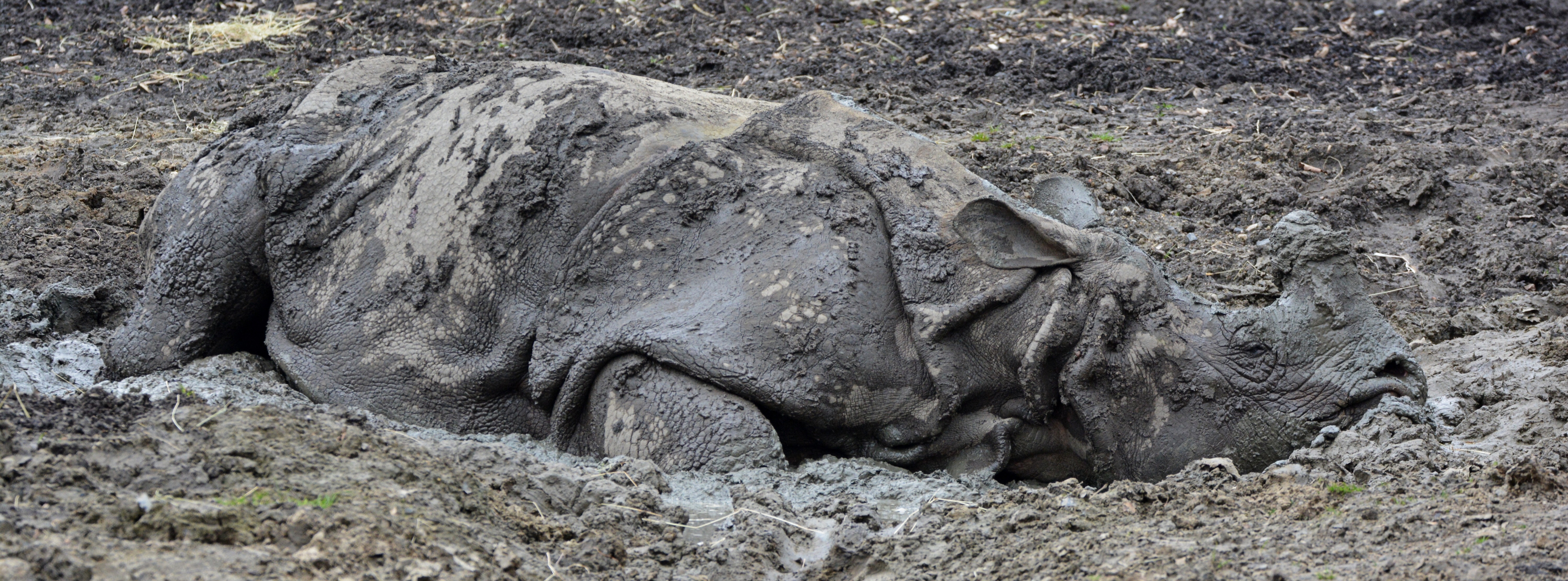 gray rhinoceros