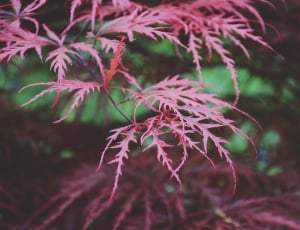 red leafed plant in shallow focus lens thumbnail
