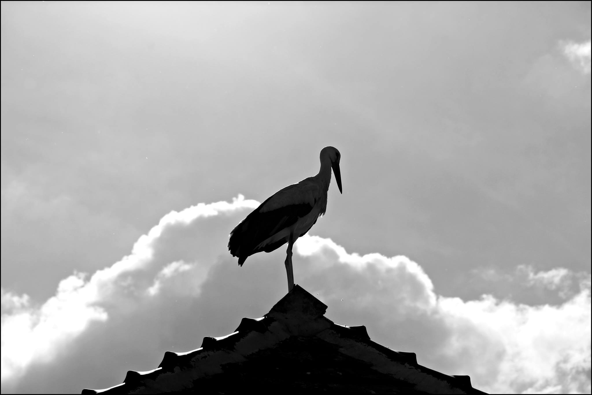 grayscale photo of crane