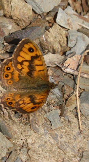 brown and orange moth thumbnail