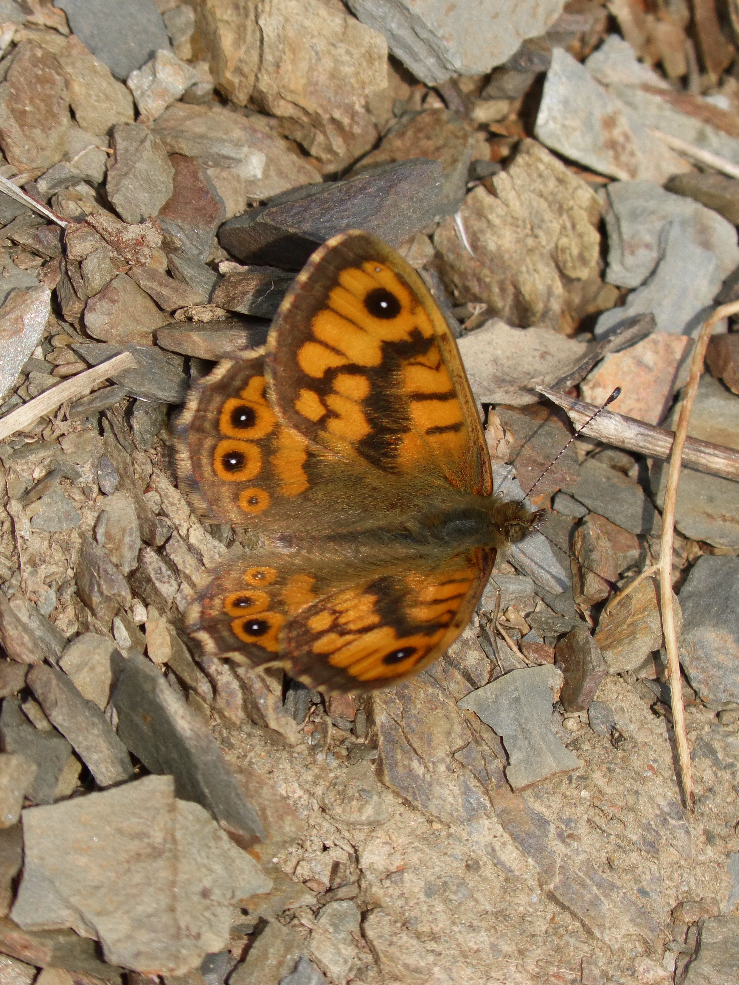 brown and orange moth