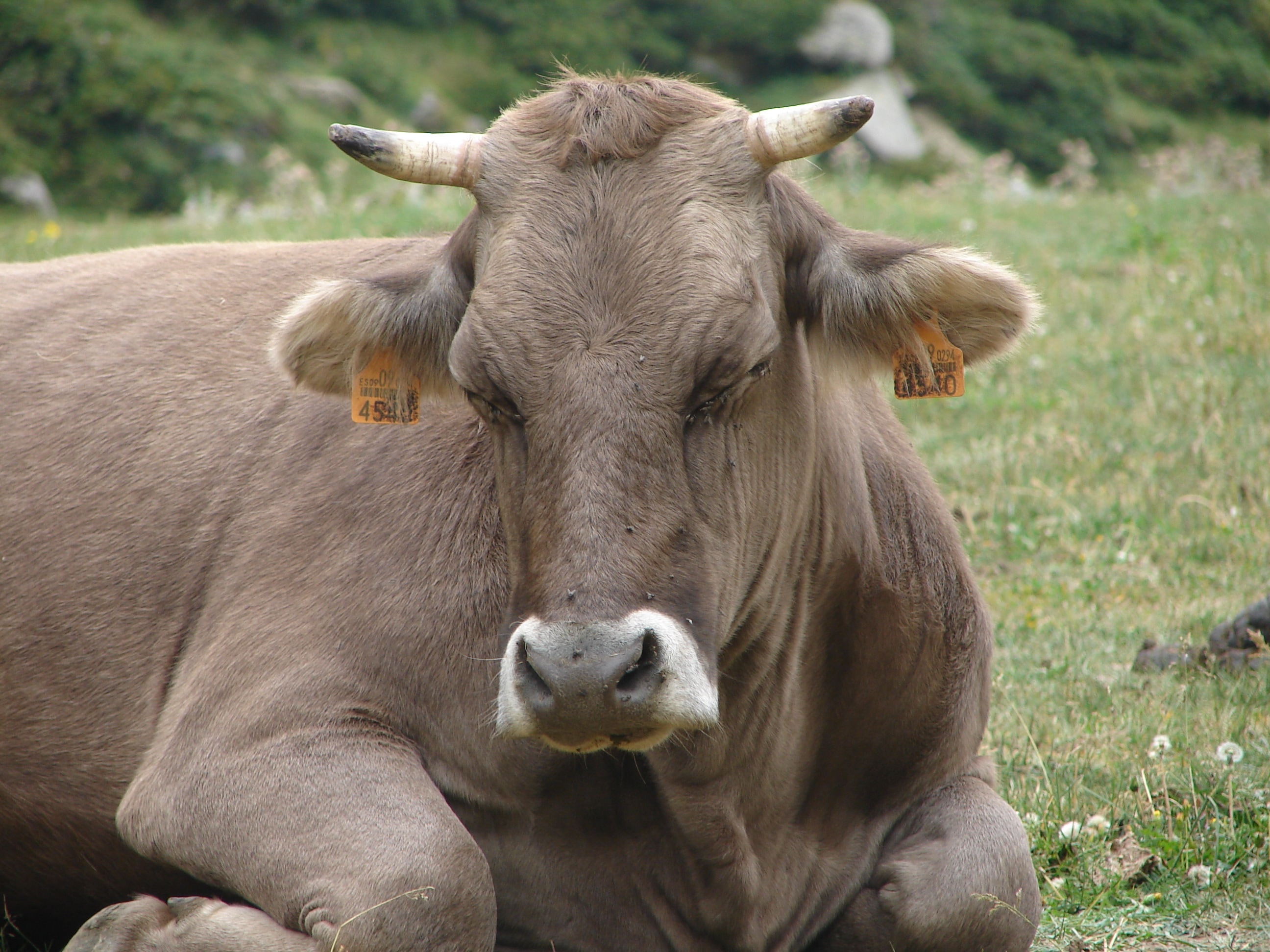 gray cow