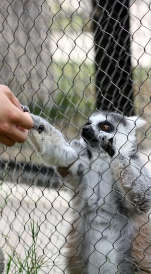 gray lemur animal thumbnail